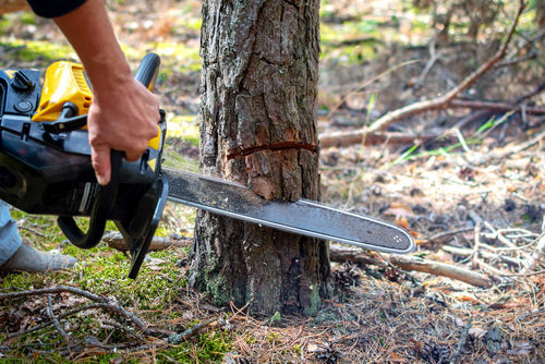 Sawing a young pine tree with a chainsaw. Tree bark incision. Close up of logging, cutting young trees, firewood