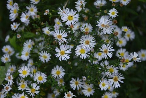 Aster ericoides, Symphyotrichum ericoides, white heath aster, white aster, heath aster, snow flurry flower in bloom, native plants