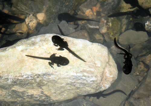 Tadpoles in natural habitat. Metamorphosis evident - legs already present.