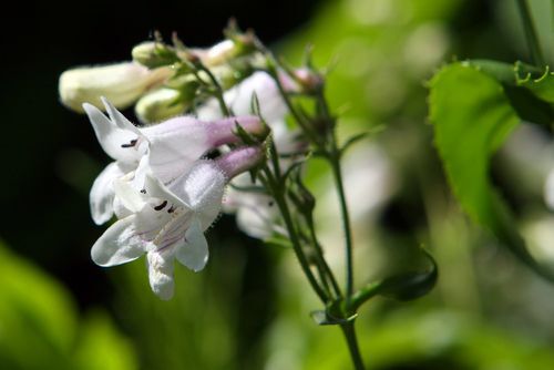 Foxglove Beardtongue Flower - Penstemon digitalis, native plants