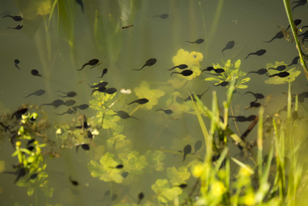 Green toad (Bufotes viridis) tadpoles