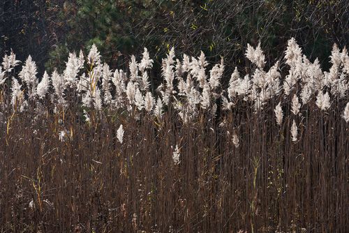 A field of Prairie Cordgrass (Spartina pectinata)), native plants