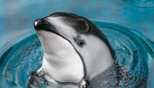 A close-up head shot of a Pacific white-sided dolphin