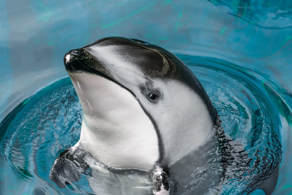 A close-up head shot of a Pacific white-sided dolphin