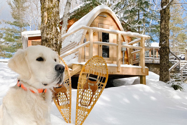 Golden Retriever outside in front of sauna in Crystal Lake