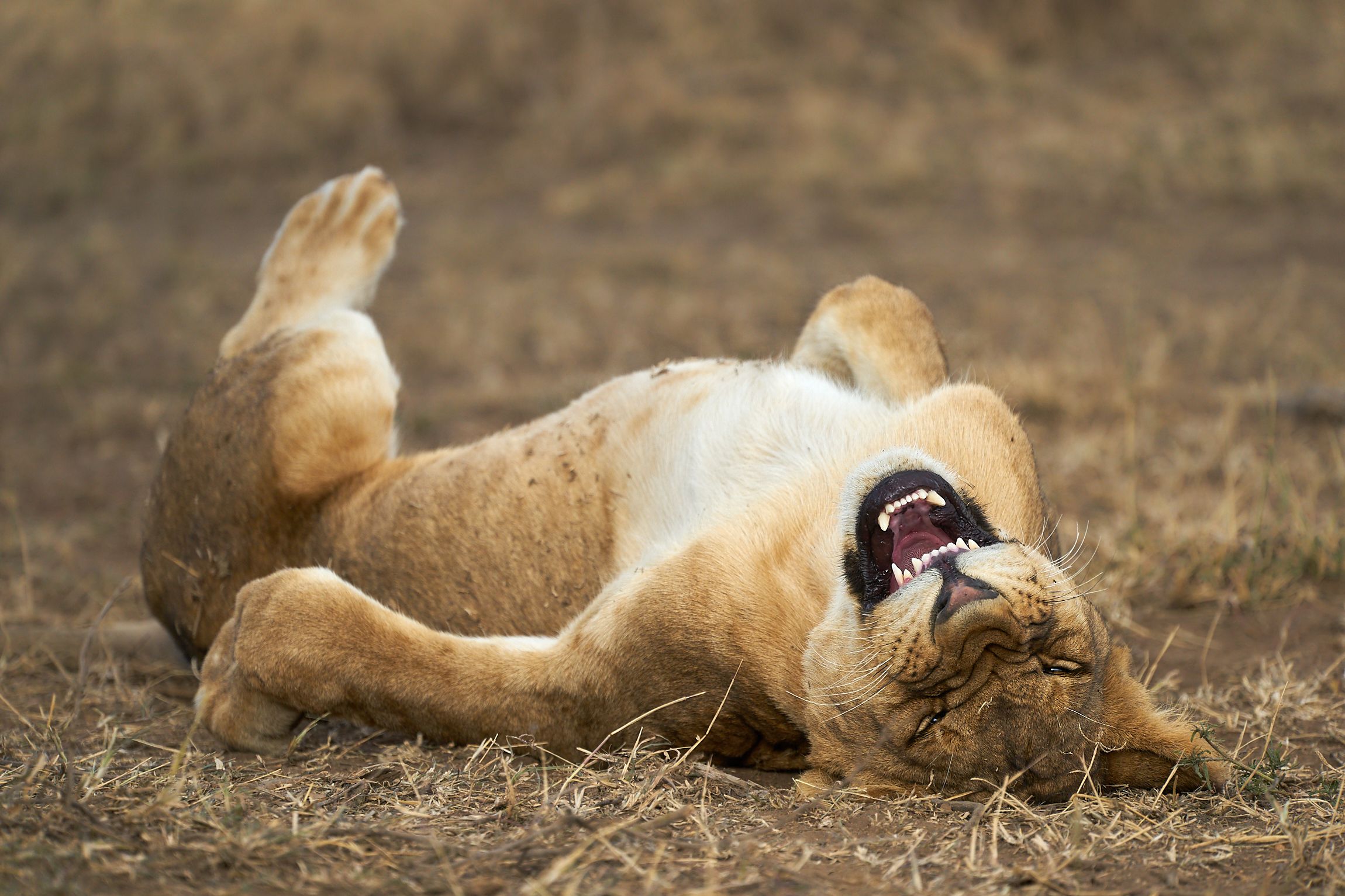 A lioness lying on its back with its mouth open.