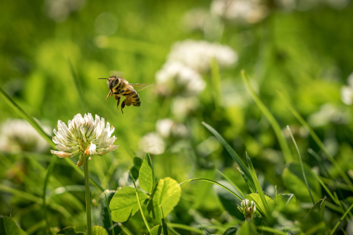 Bee buzzing in grass