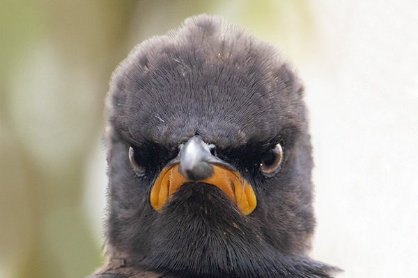 Close-up shot of a pied sterling bird.