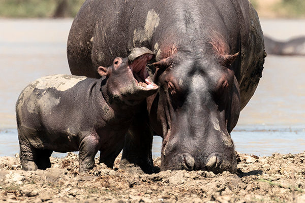 A baby hippo stands beside its mother.