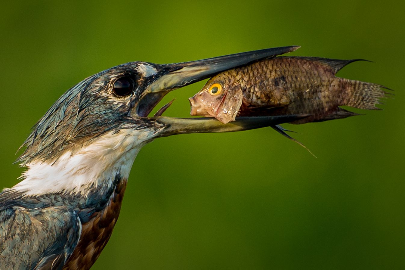 A fish rests in the beak of a fisher bird.