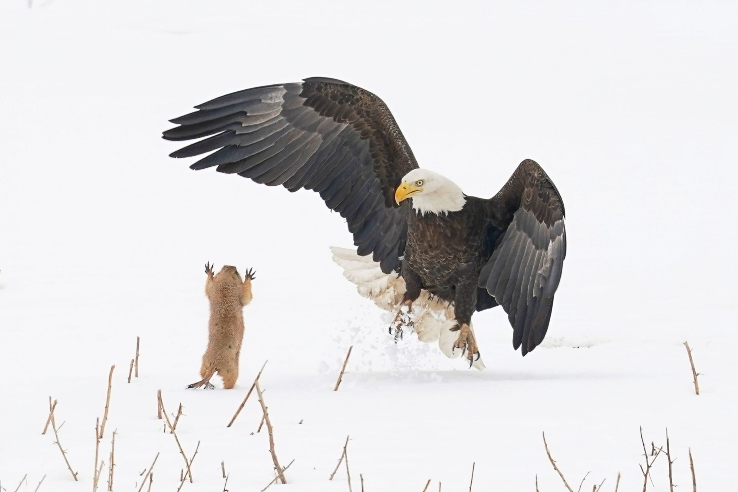 A prairie dog and a bald eagle facing each other in the snow.