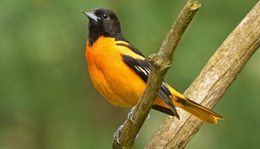 A male Baltimore oriole perched on a branch