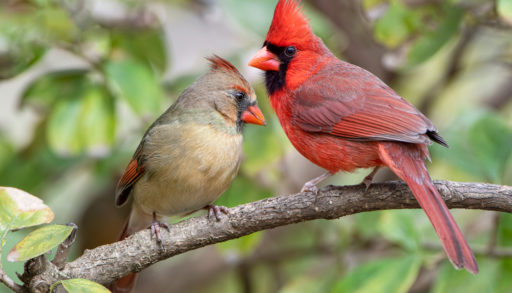 A pair of cardinals sitting on a branch