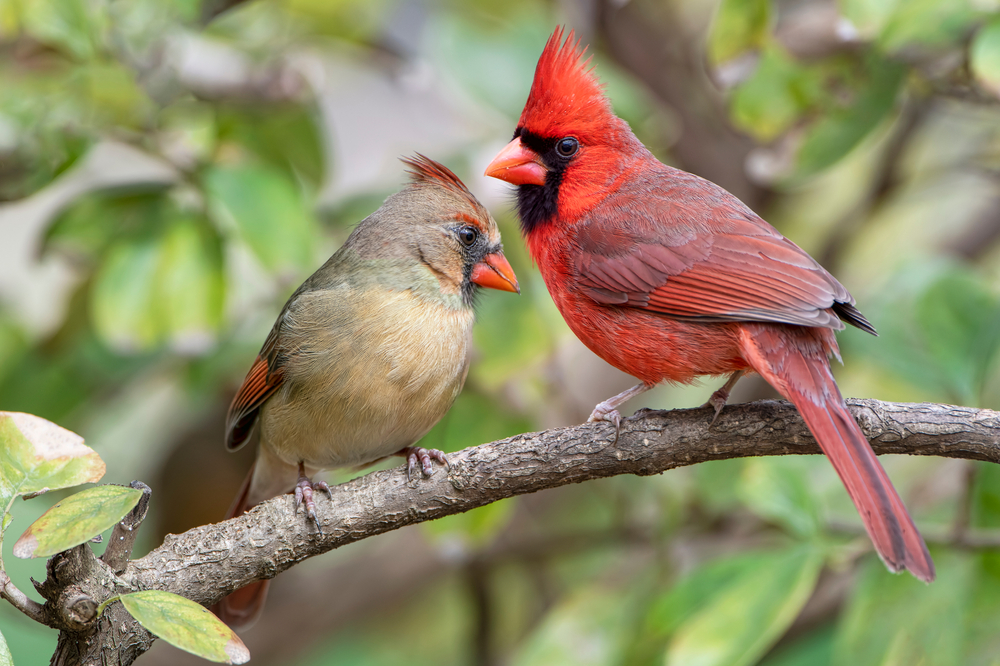 A pair of cardinals sitting on a branch