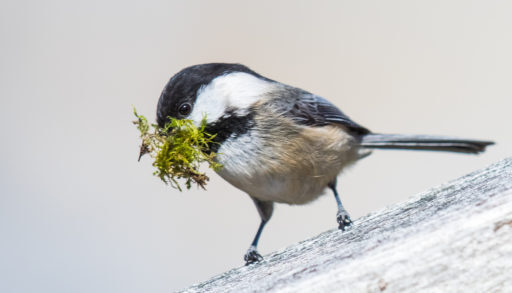 Black Capped Chickadee Collecting Moss for Her Nest Box