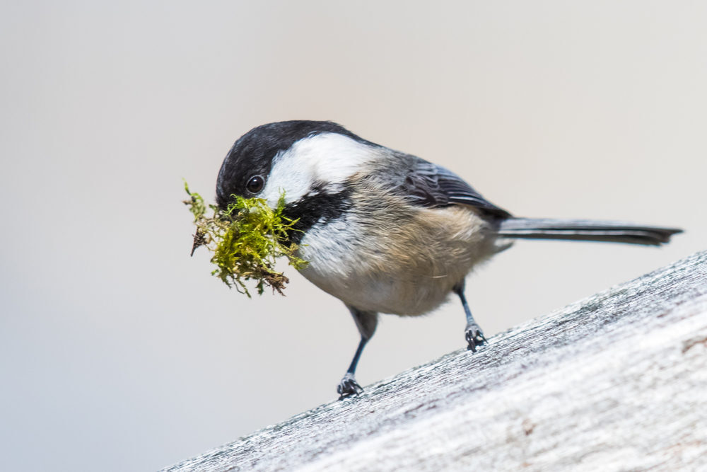 Black Capped Chickadee Collecting Moss for Her Nest Box