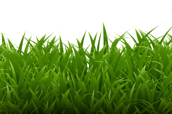 A close-up shot of green grass.