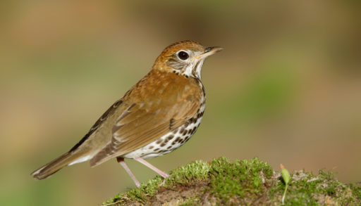 An adult wood thrush standing on a mossy rock