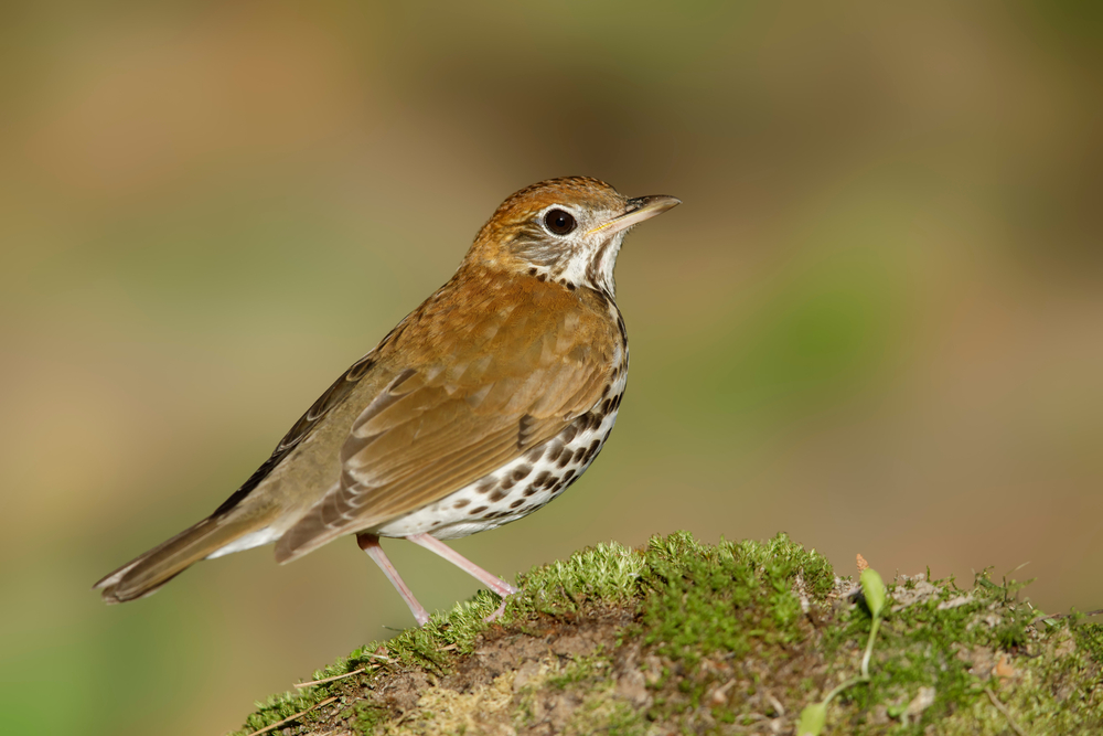 An adult wood thrush standing on a mossy rock