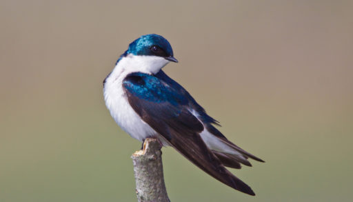 A male tree swallow perched on a branch against a muted background