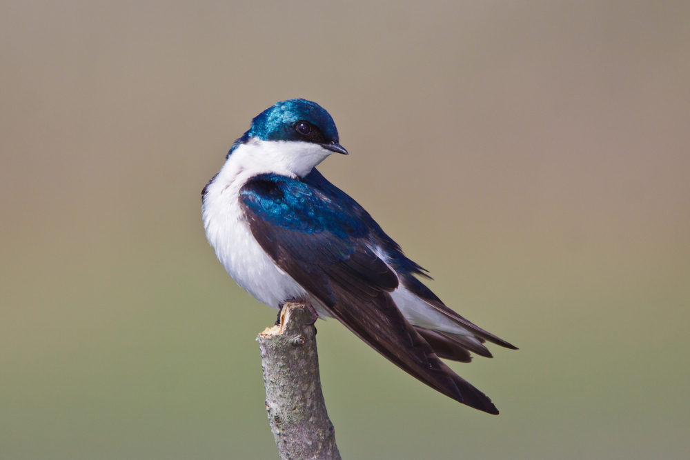A male tree swallow perched on a branch against a muted background