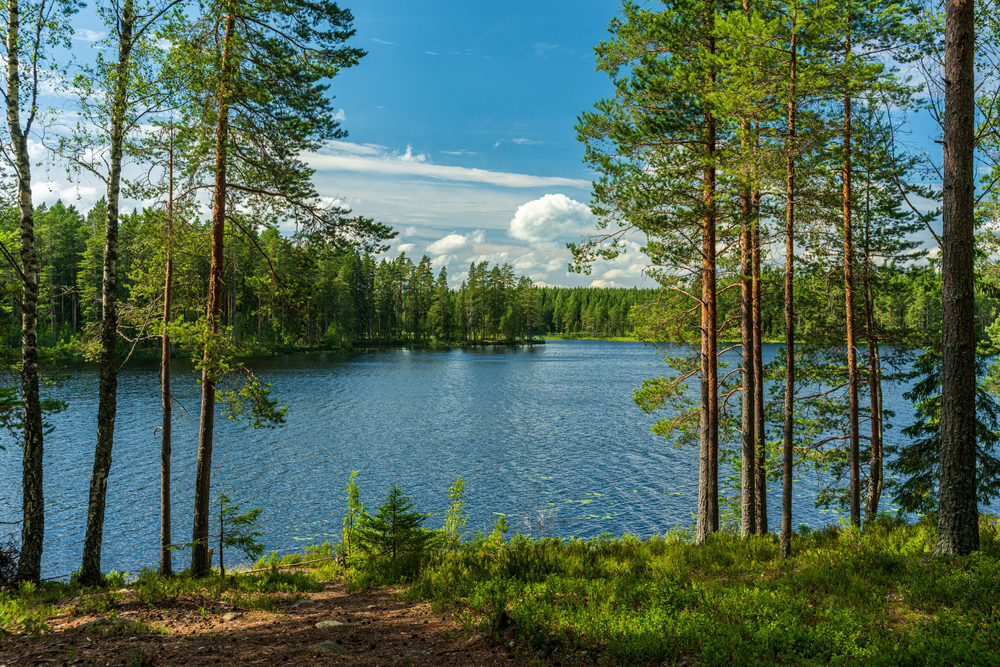 view of the lake through trees
