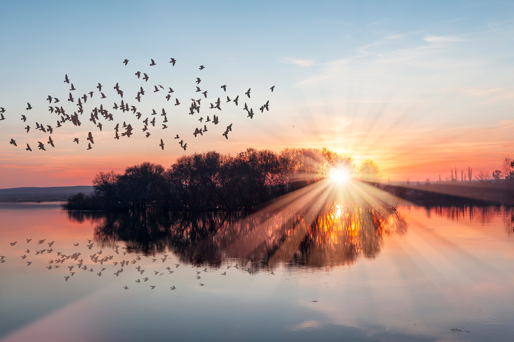 Birds flying over lake