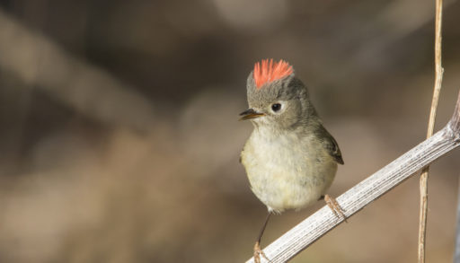 A male ruby-crowned kinglet perched on a branch