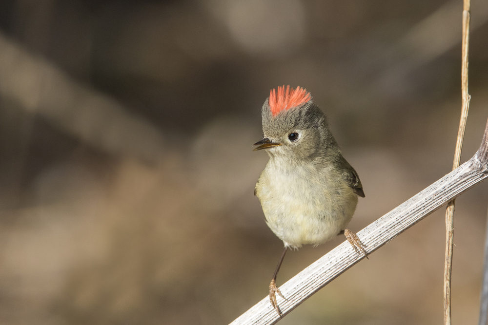 A male ruby-crowned kinglet perched on a branch