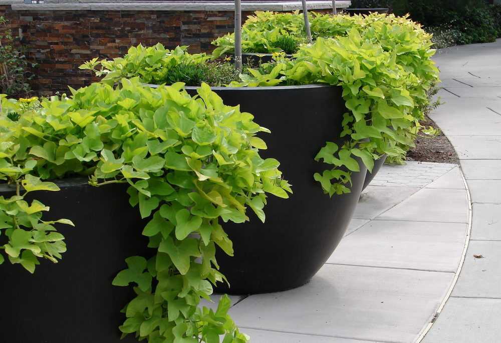 Two potted potato vine plants