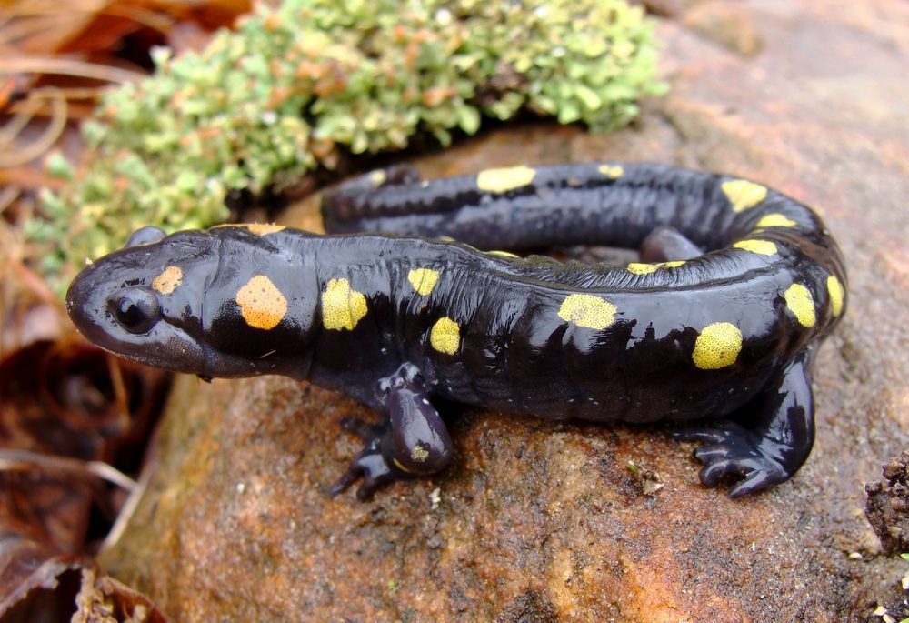 An adult yellow-spotted salamander on a rock next to lichen
