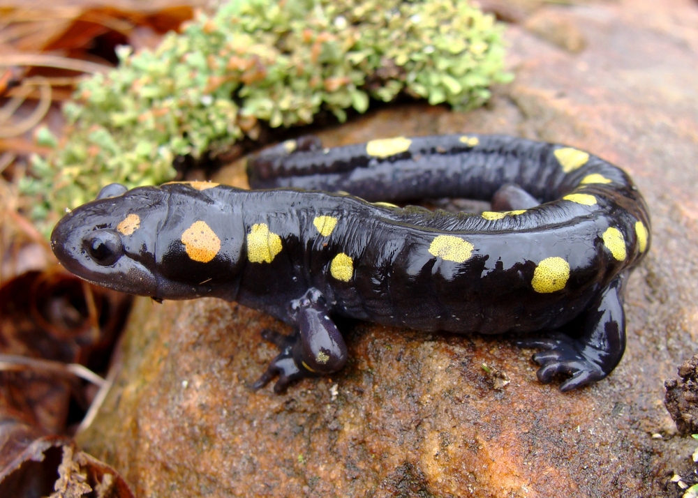 An adult yellow-spotted salamander on a rock next to lichen