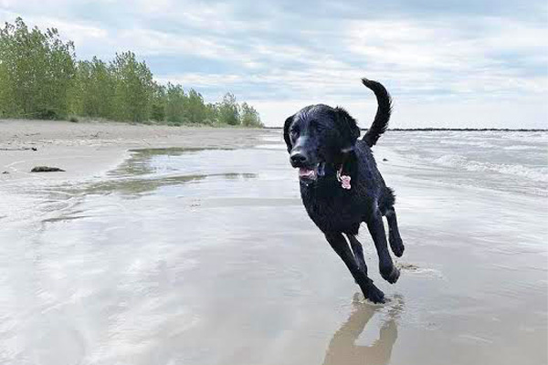 A black dog running on the beach