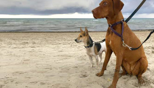 A big dog and a small dog sitting at the beach.