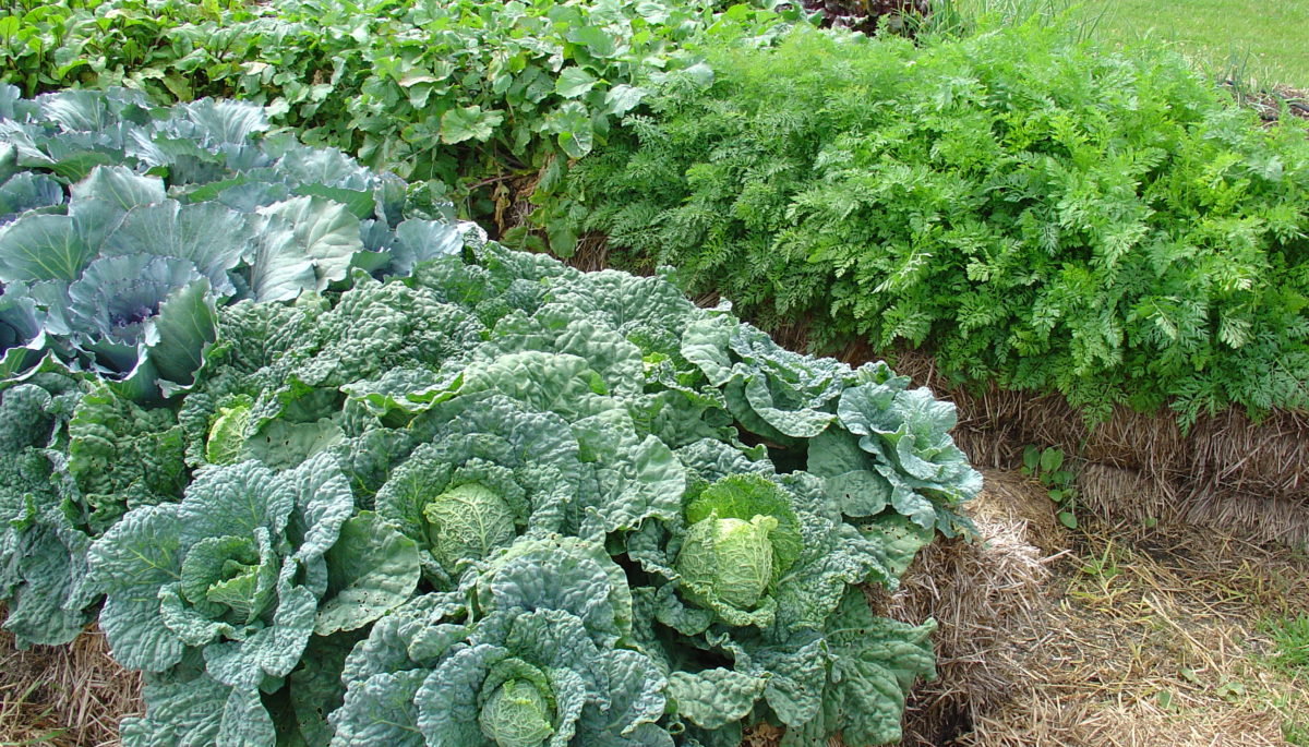 cabbage growing in straw bale garden