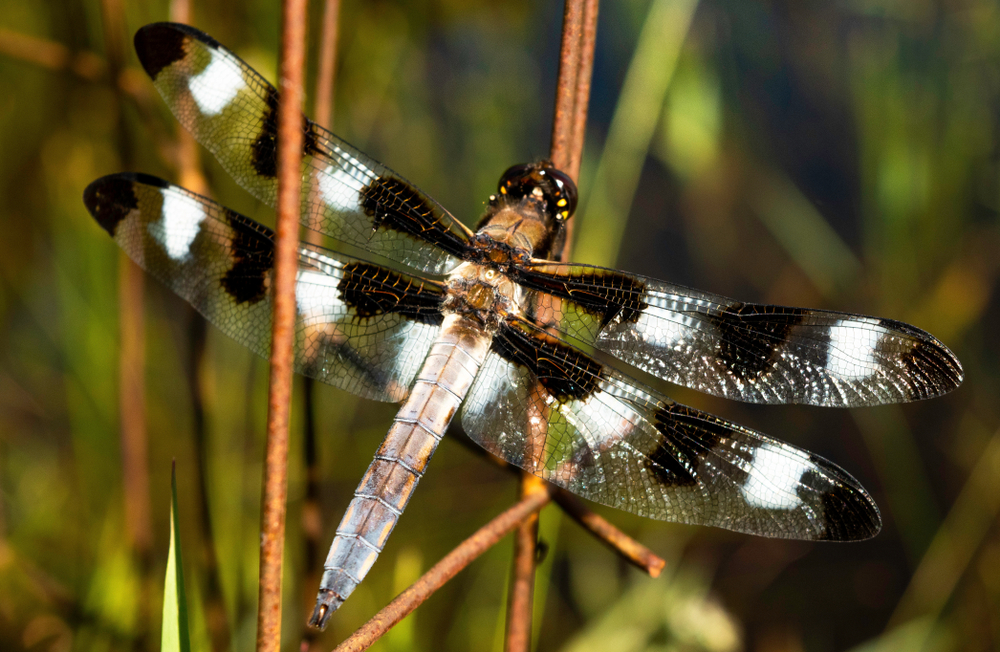 A close-up shot of a whitetail skimmer dragonfly with black and white markings, insects