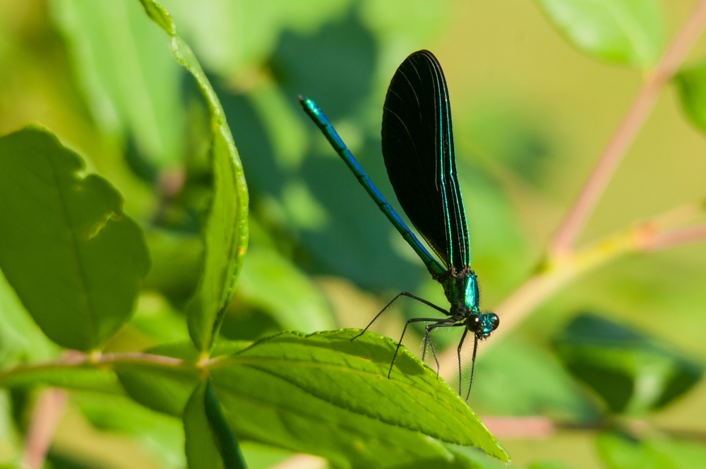 A close-up of a blue and green damselfly atop a leaf, insects