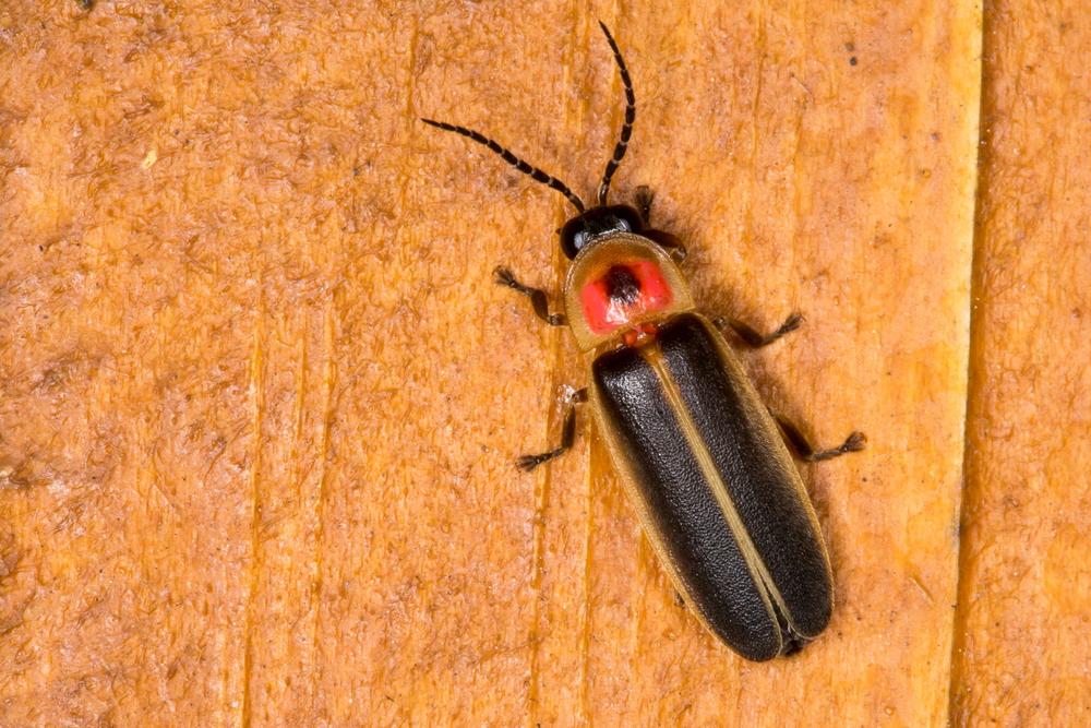 Close-up shot of a big dipper firefly, insects