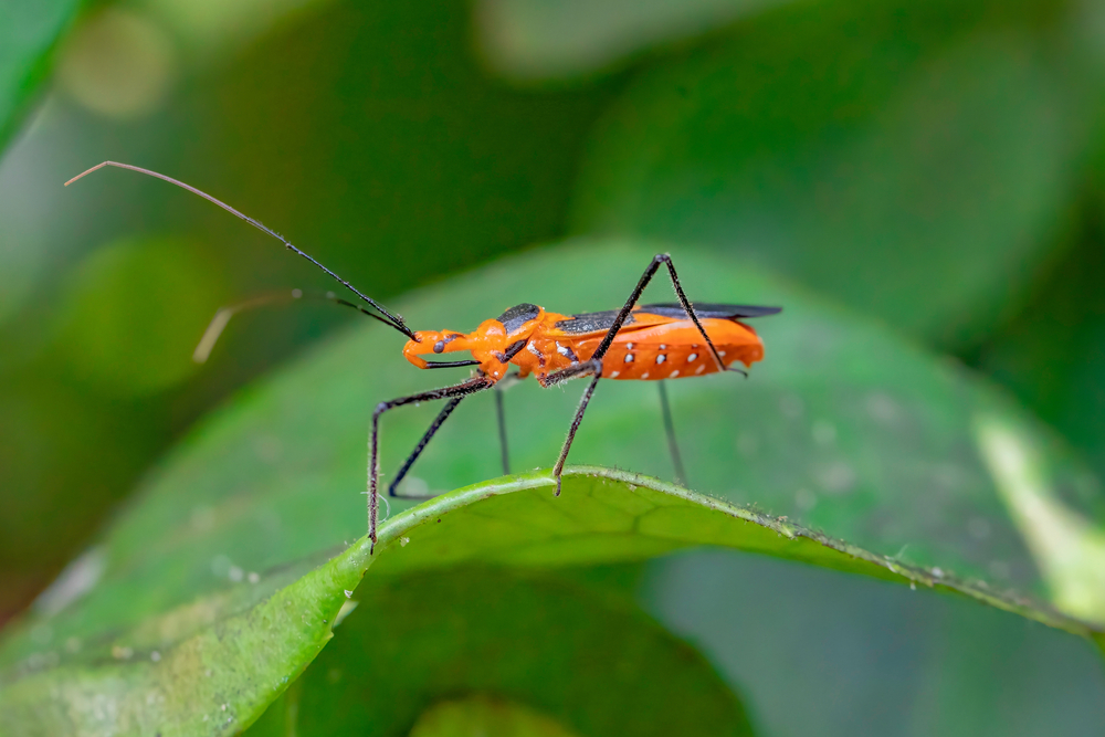 A close-up of an orange and black assassin bug atop a leaf.