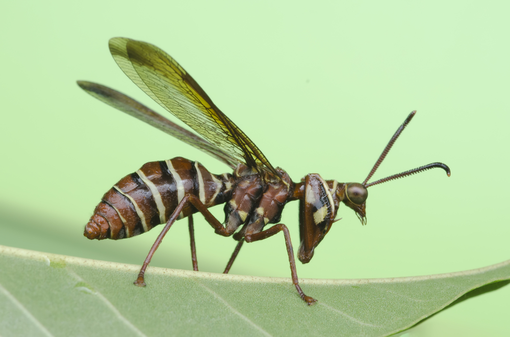 A close-up of a wasp mantidfly.