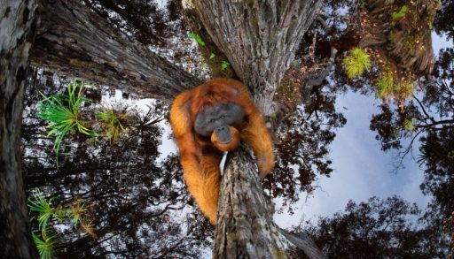 An orangutan climbing a tree.