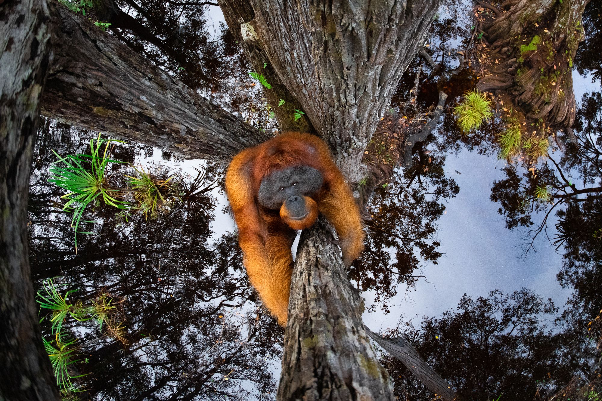 An orangutan climbing a tree.