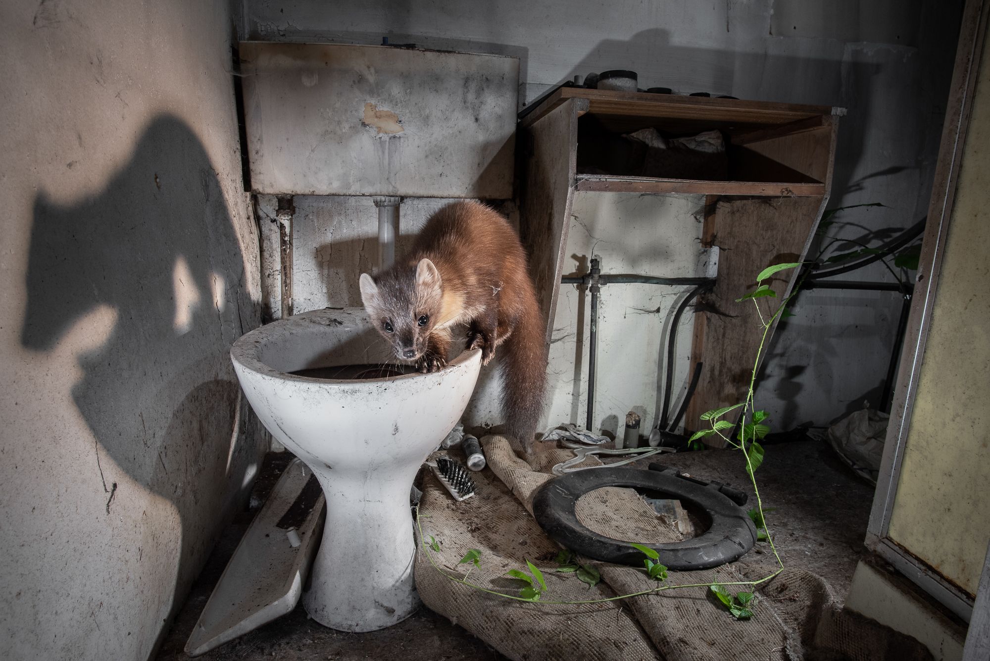 A pine marten on the edge of a toilet in an abandoned house.