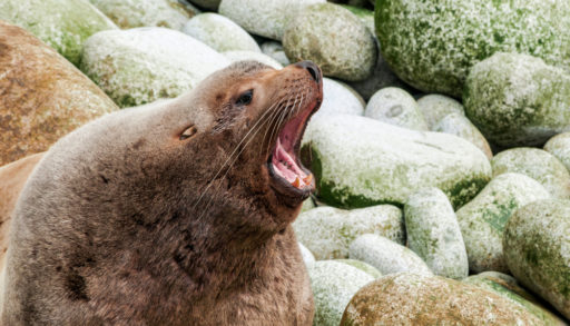 A Steller sea lion against a rocky background