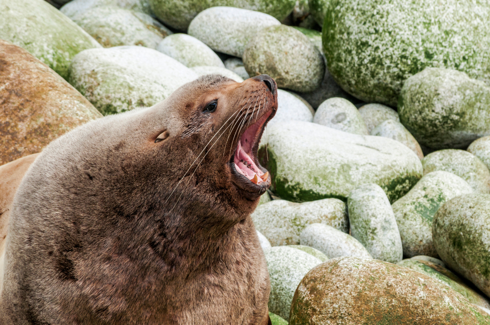 A Steller sea lion against a rocky background