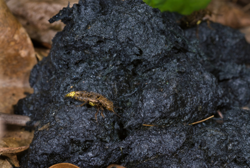 Gold and brown rove beetle (Ontholestes cingulatus) feeding on fresh scat of black bear (Ursus americanus), insects