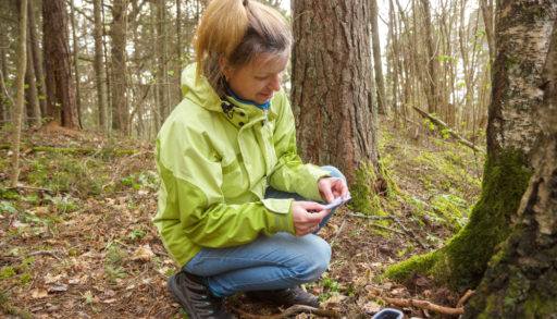 A woman in the woods finding a geocache container near a tree.