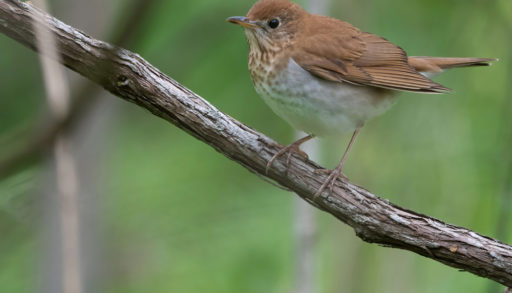 An adult veery perched on a branch against a green background