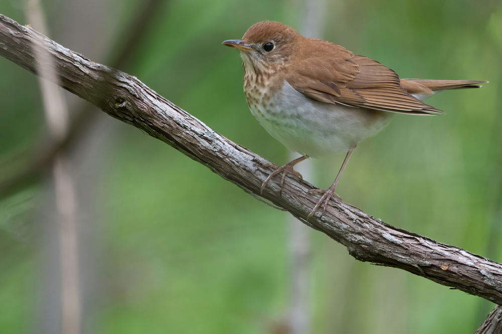 An adult veery perched on a branch against a green background