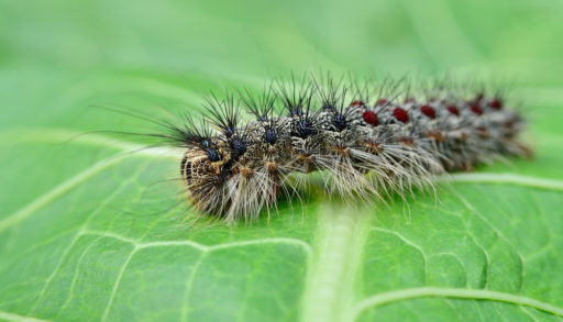 A gypsy moth caterpillar crawling on young leaves.